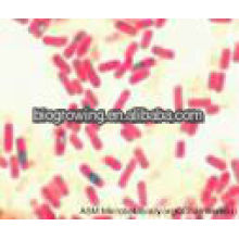 Bacillus subtilis probiotisch